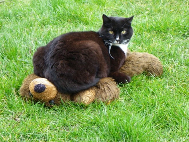 Photo de Chat domestique