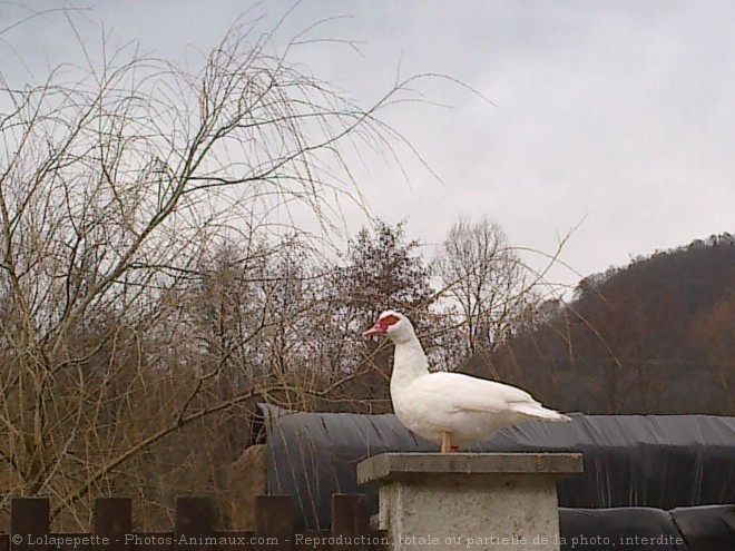 Photo de Canard