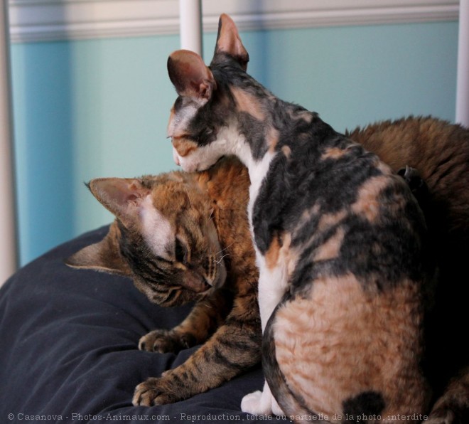 Photo de Cornish rex