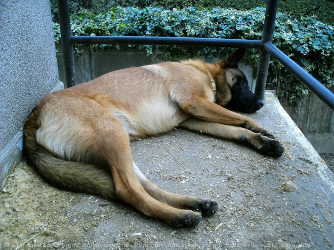 Photo de Berger belge malinois