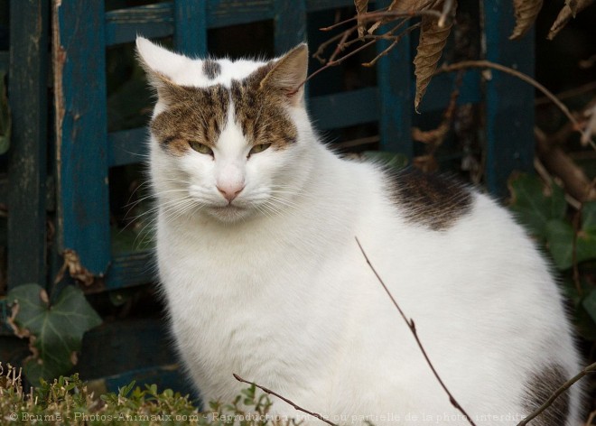 Photo de Chat domestique