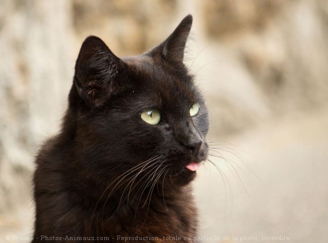 Photo de Chat domestique