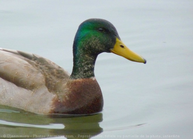 Photo de Canard colvert