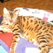 Photo de Bengal