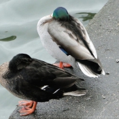 Photo de Canard colvert