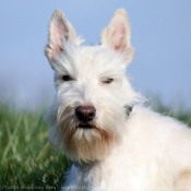 Photo de Scottish terrier