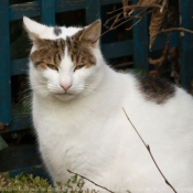 Photo de Chat domestique