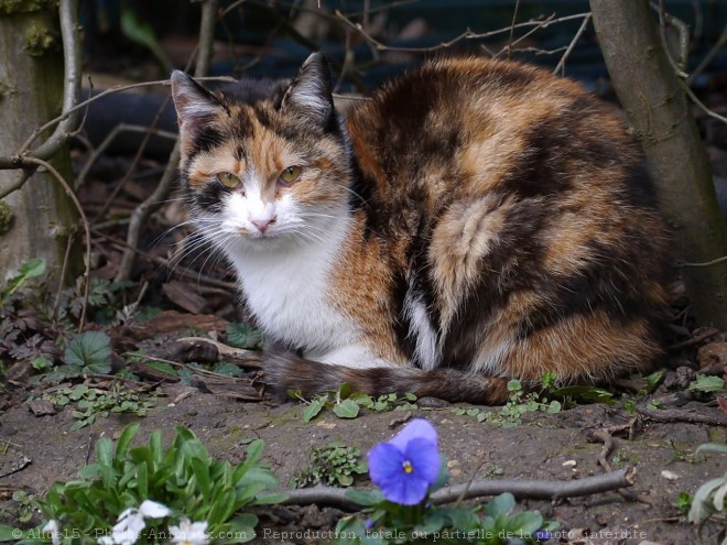 Photo de Chat domestique