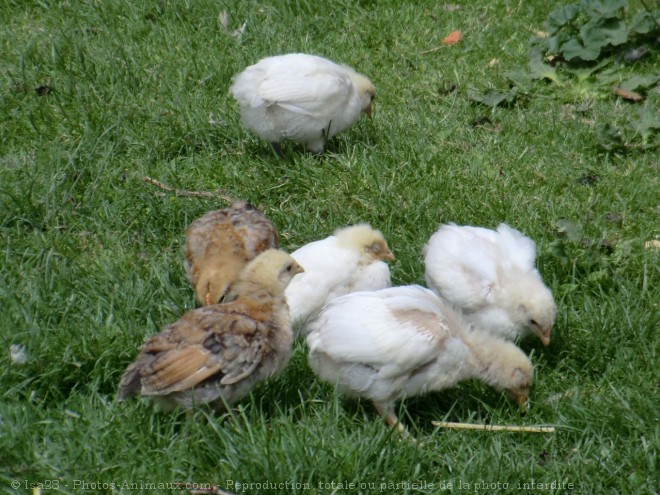 Photo de Poule