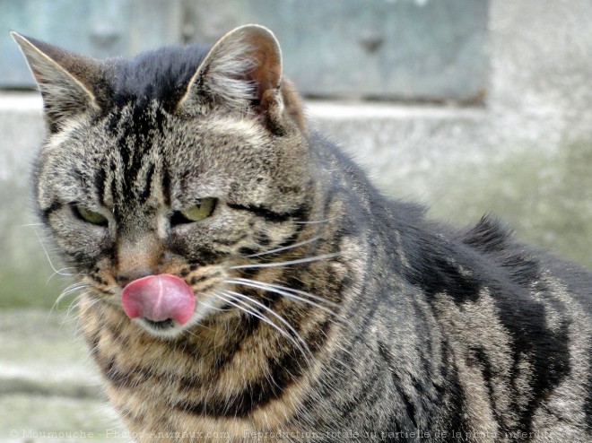 Photo de Chat domestique