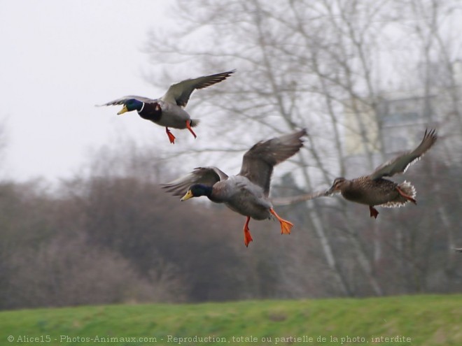 Photo de Canard colvert