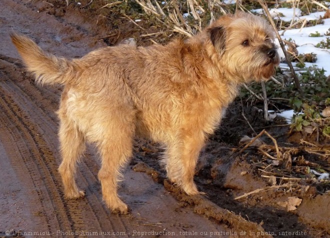 Photo de Border terrier