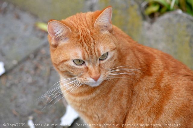 Photo de Chat domestique