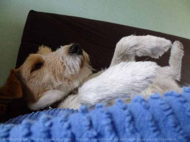 Photo de Fox terrier  poil dur