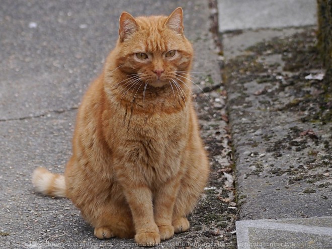 Photo de Chat domestique