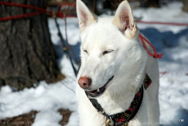 Photo de Husky siberien