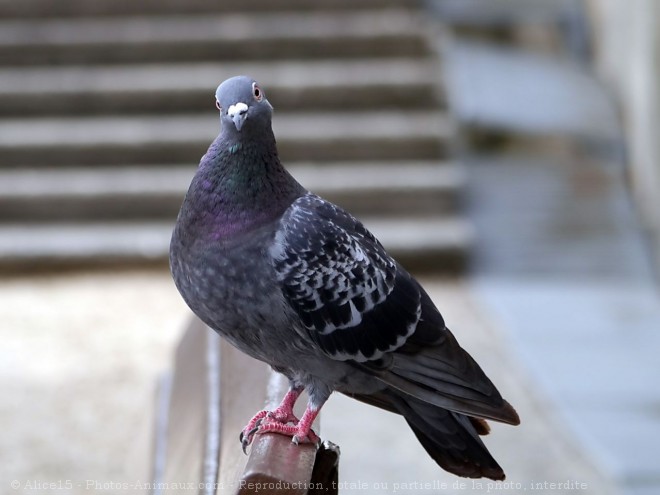 Photo de Pigeon