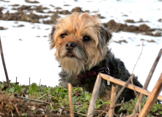 Photo de Border terrier