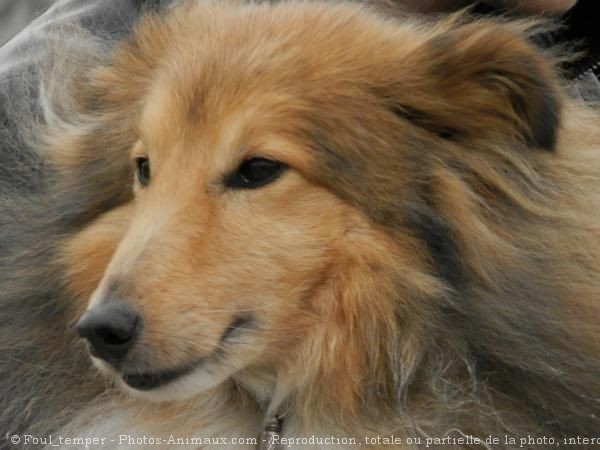 Photo de Chien de berger des shetland