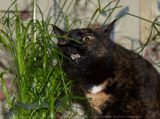 Photo de Chat domestique