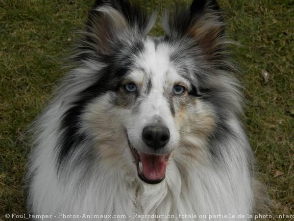 Photo de Chien de berger des shetland