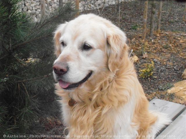 Photo de Golden retriever