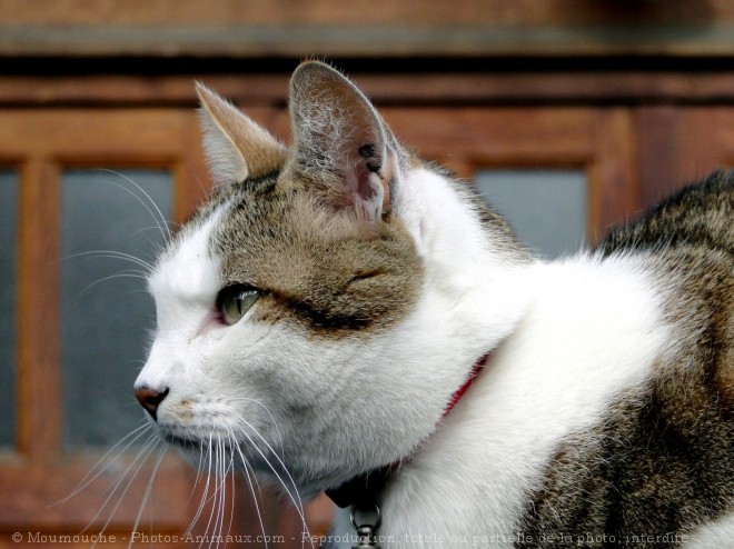 Photo de Chat domestique