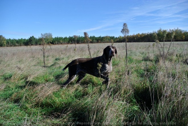 Photo de Braque allemand  poil court