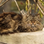 Photo de Chat domestique