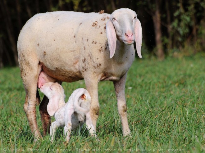 Photo De Mouton Maman Et Bebe N Sur Photos Animaux Com