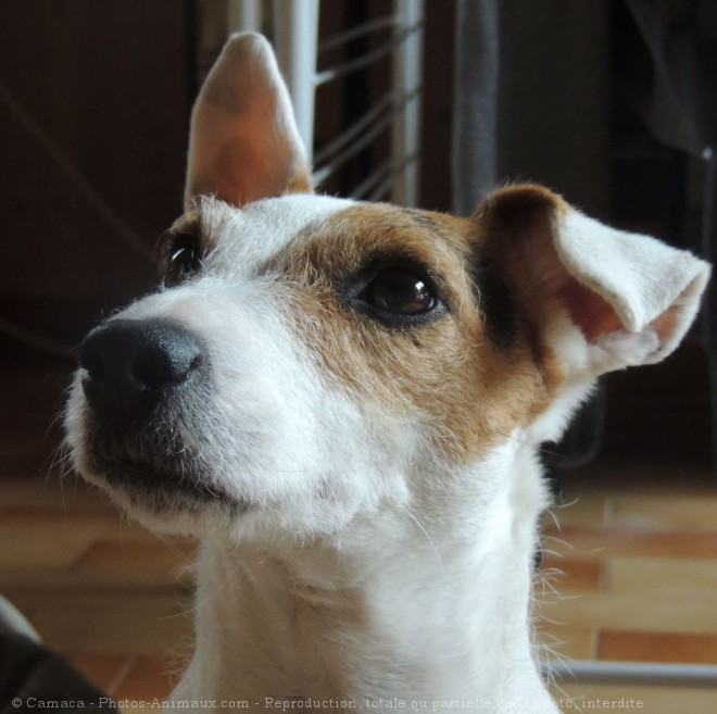 Photo de Jack russell terrier