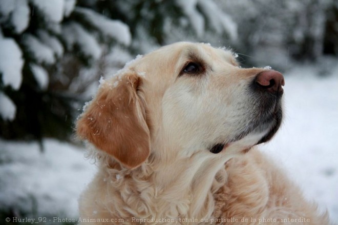 Photo de Golden retriever