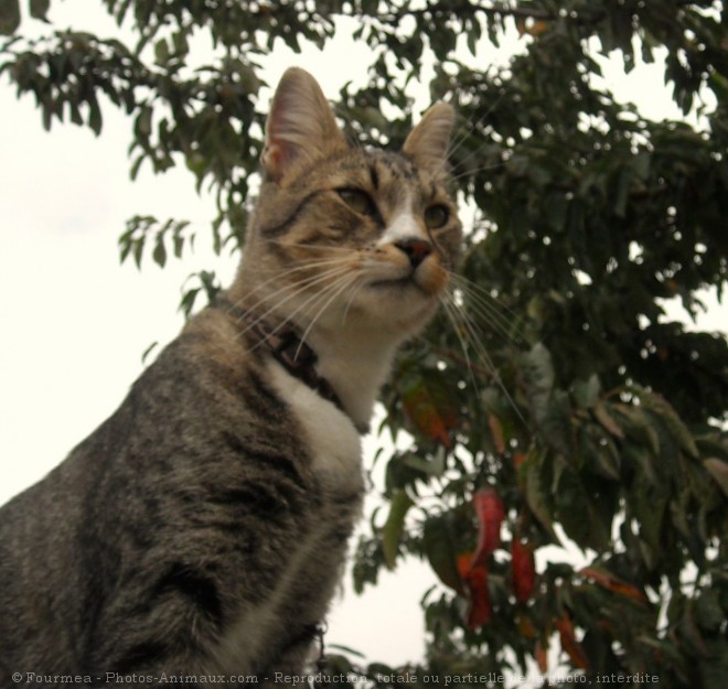 Photo de Chat domestique