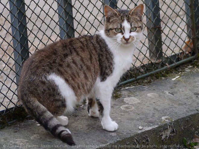 Photo de Chat domestique