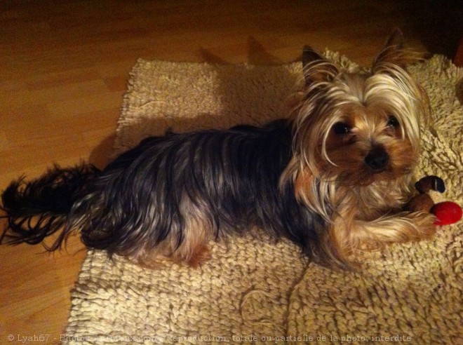 Photo de Yorkshire terrier