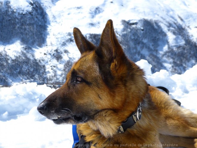 Photo de Berger allemand  poil court