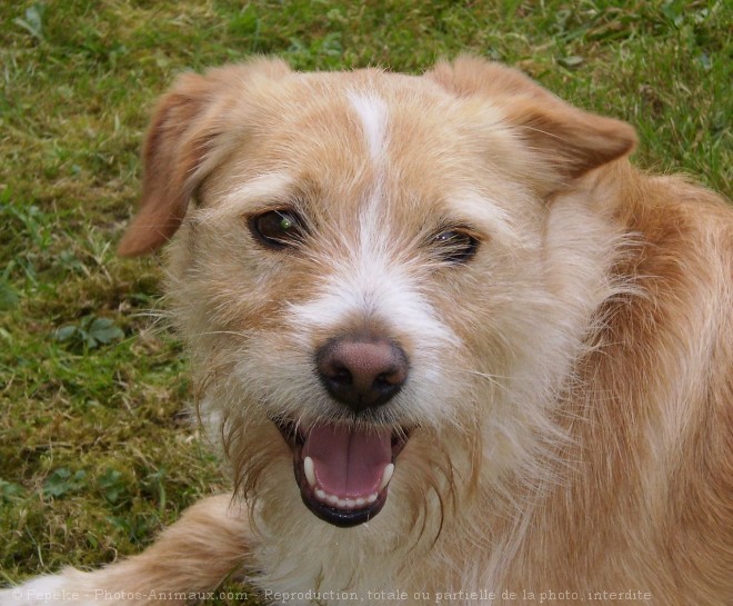 Photo de Border terrier