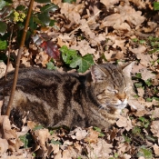 Photo de Chat domestique