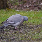 Photo de Pigeon - ramier