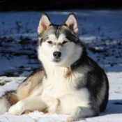 Photo de Malamute de l'alaska