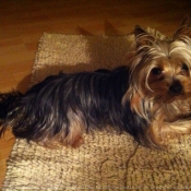 Photo de Yorkshire terrier