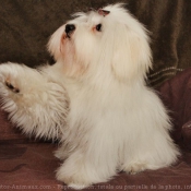 Photo de Coton de tulear