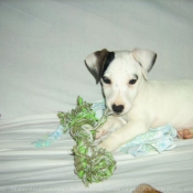 Photo de Jack russell terrier