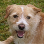 Photo de Border terrier