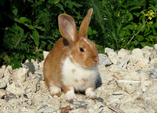 Photo de Lapin