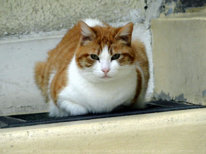 Photo de Chat domestique