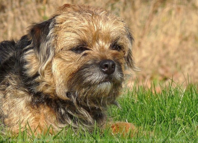 Photo de Border terrier