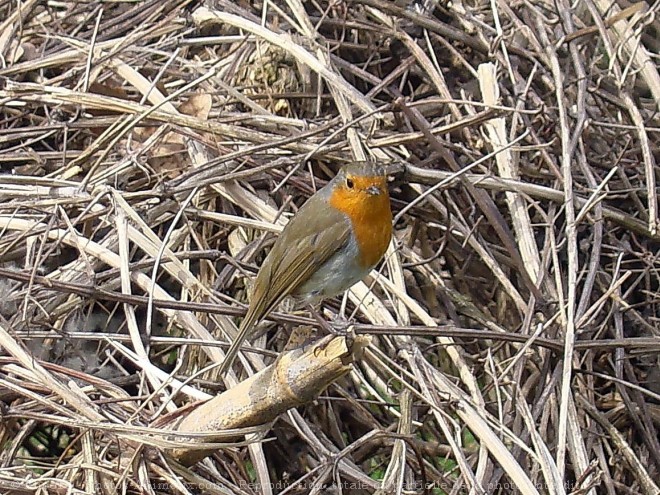 Photo de Rouge gorge