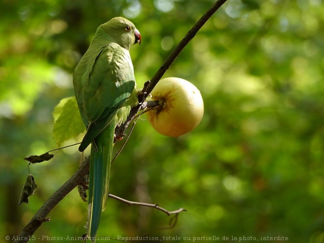 Photo de Perruche  collier