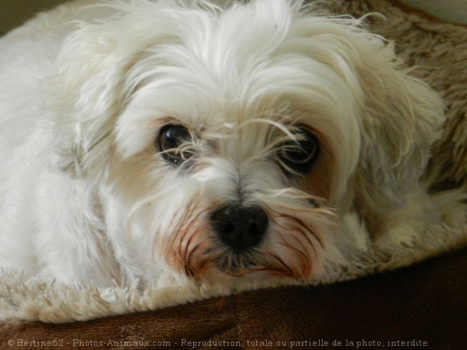 Photo de Coton de tulear